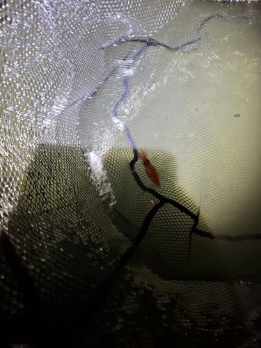 ホタルイカの釣果