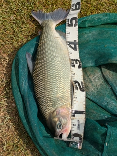 釣果