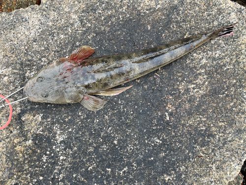 マゴチの釣果