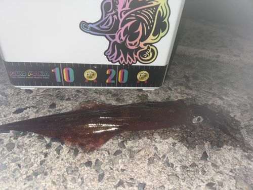 ヤリイカの釣果