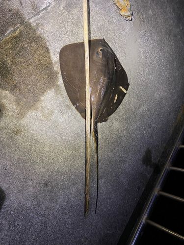 アカエイの釣果