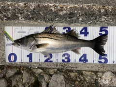 シーバスの釣果