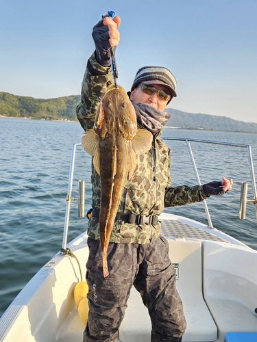 マゴチの釣果