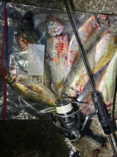 アジの釣果