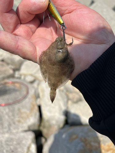 カレイの釣果