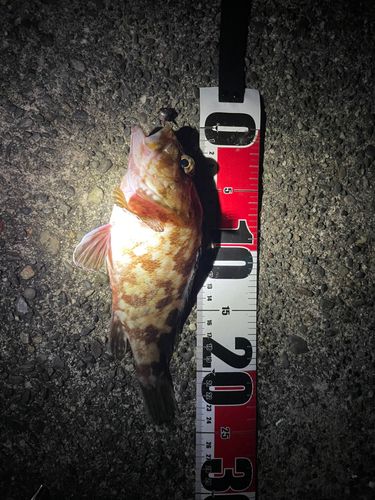 釣果