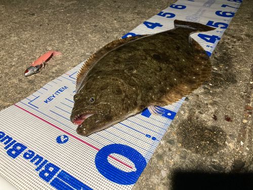 ヒラメの釣果