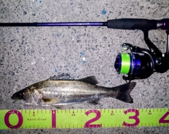 フッコ（マルスズキ）の釣果