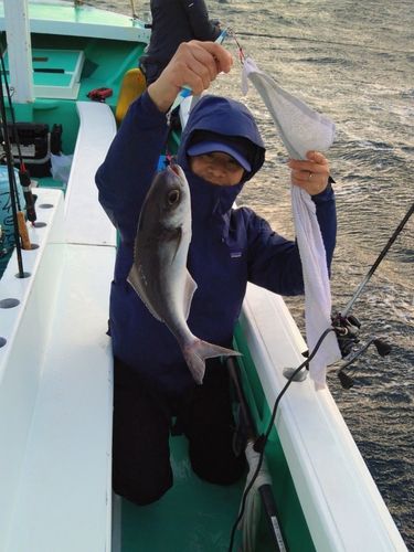 メダイの釣果