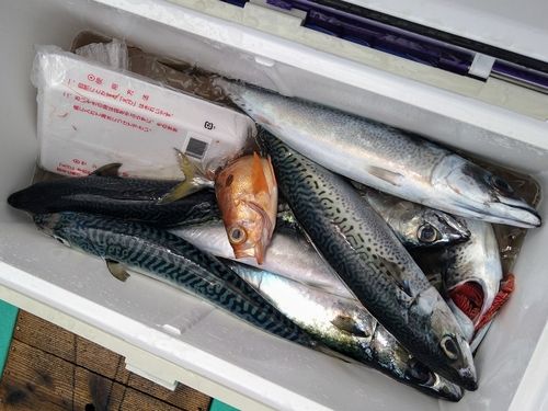 サバの釣果