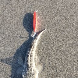 マゴチ