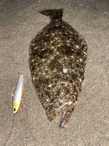 ヒラメの釣果