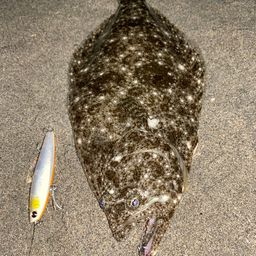 ヒラメ