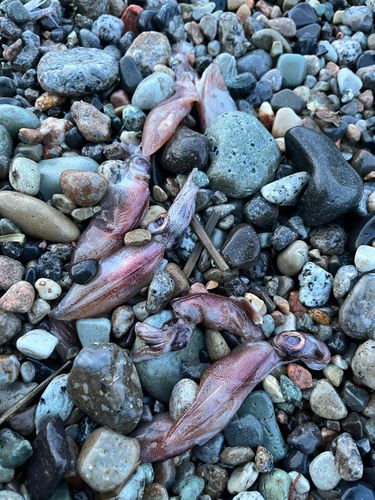 ホタルイカの釣果