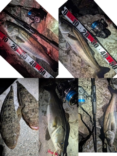 スズキの釣果