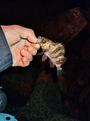 シロメバルの釣果