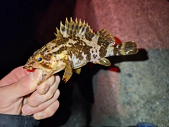 タケノコメバルの釣果