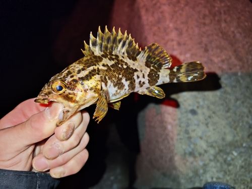 タケノコメバルの釣果