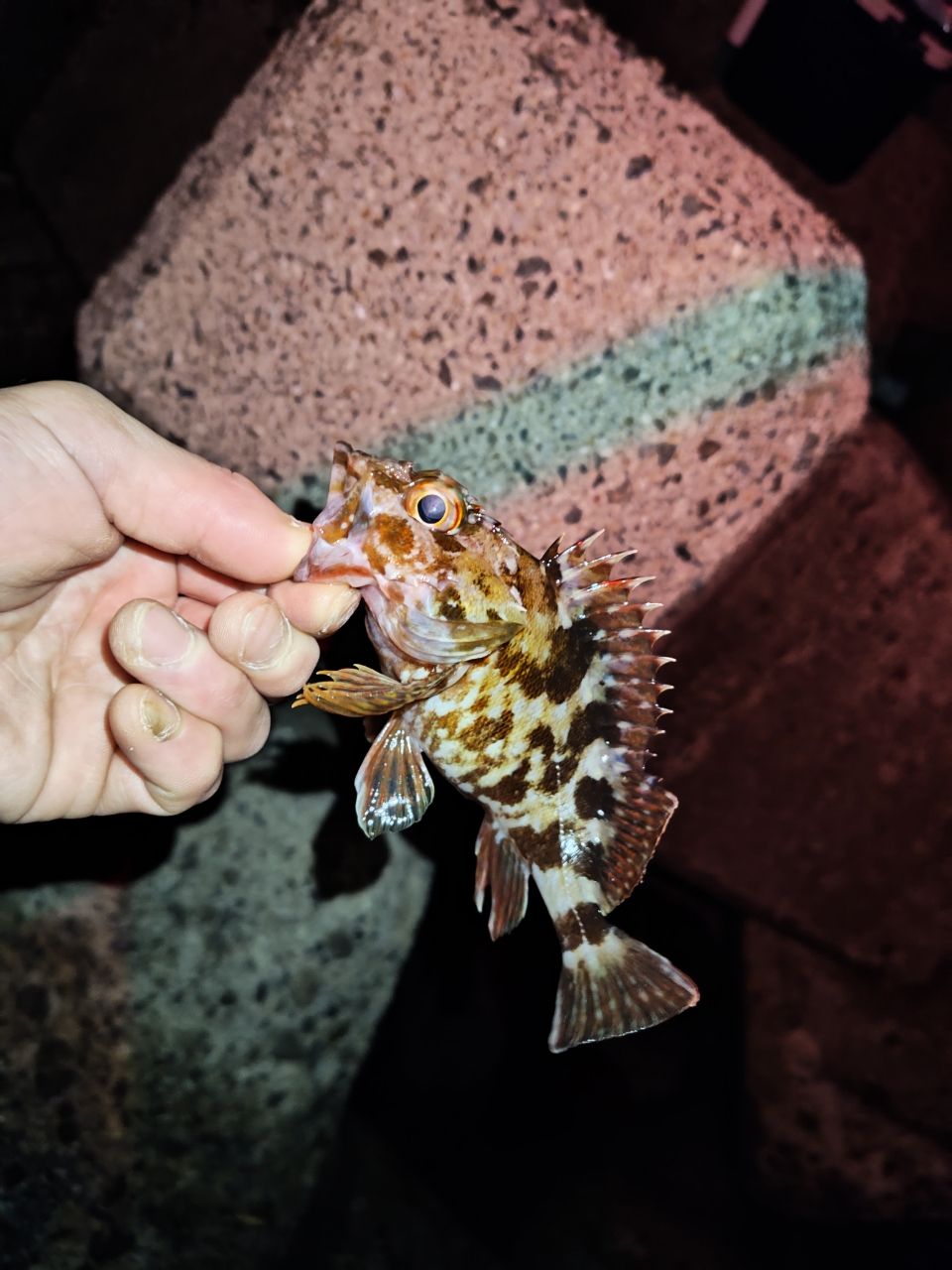 タケノコメバル