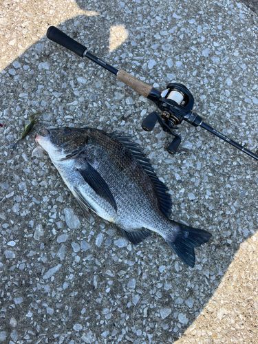 クロダイの釣果