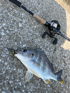 キビレの釣果