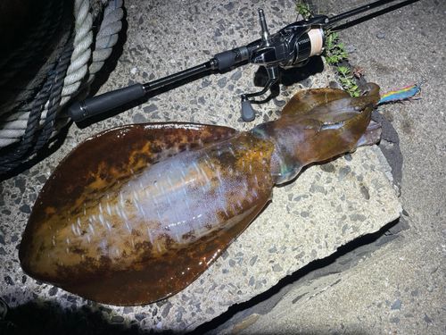 アオリイカの釣果