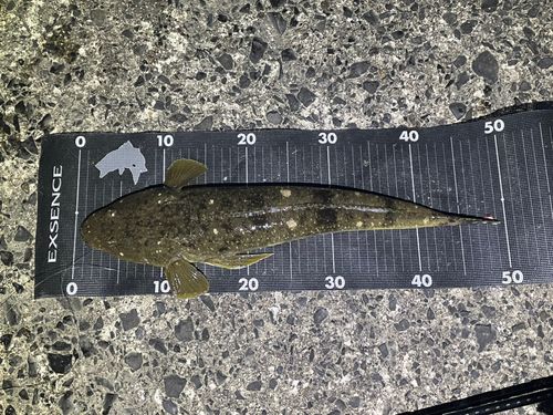 マゴチの釣果