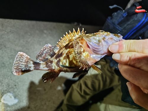 カサゴの釣果