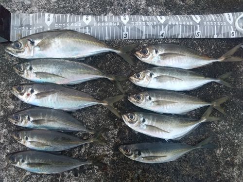 アジの釣果