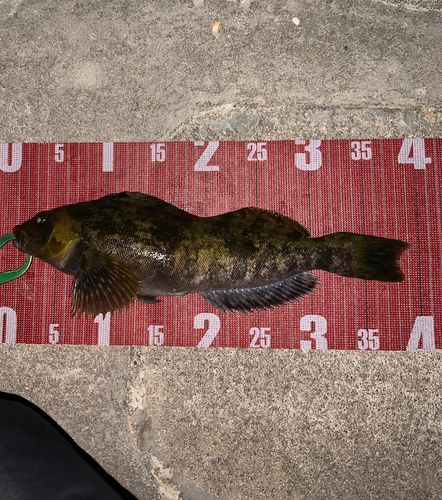 アイナメの釣果