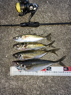 アジの釣果
