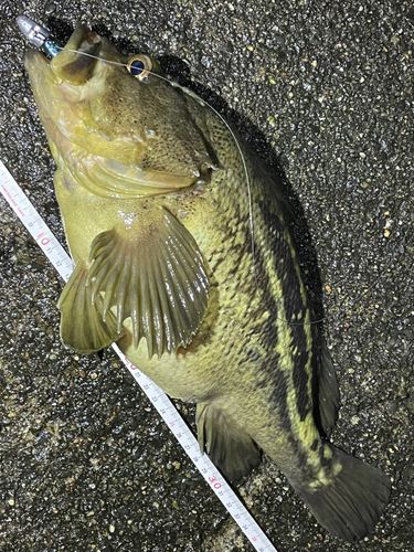 シマゾイの釣果