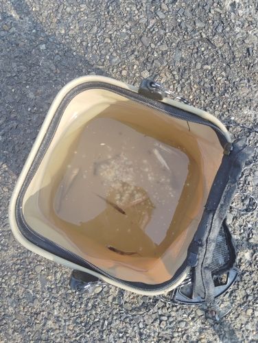 カタクチイワシの釣果