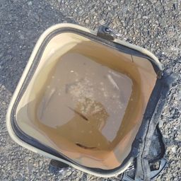 カタクチイワシ