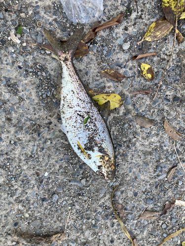 コノシロの釣果