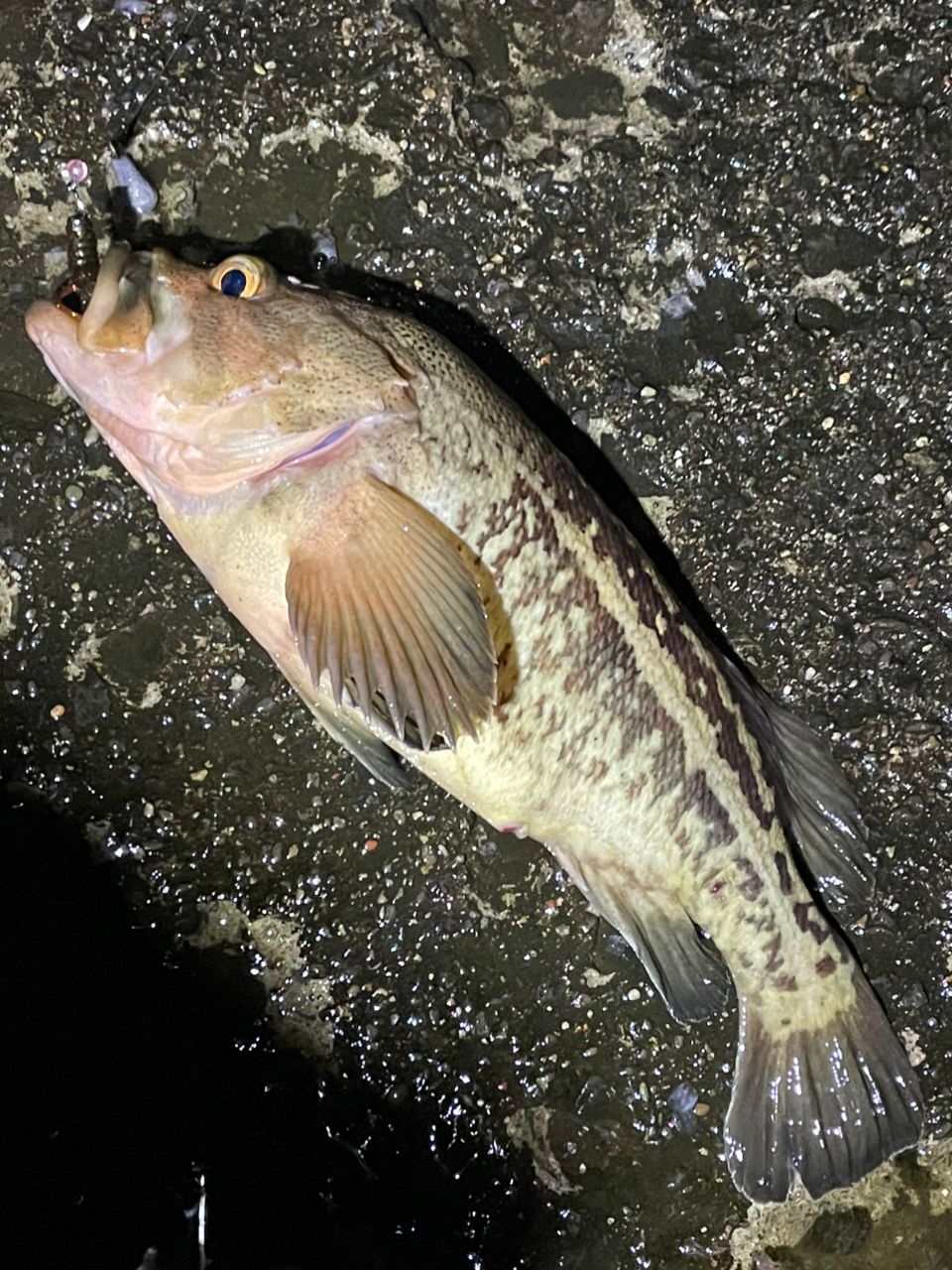 ゆるさん専用Brute HR 88H ボトムコンタクト アピア Brute' HR ( ブルート ) BOTTOM CONTACT ボトム