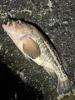 シマゾイの釣果