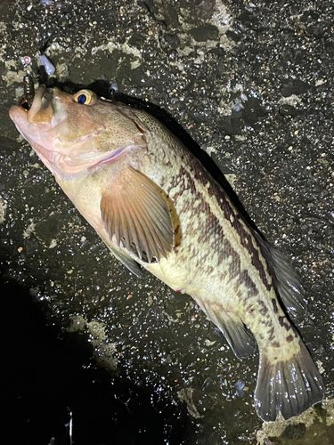 シマゾイの釣果