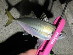 マアジの釣果