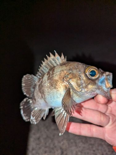 シロメバルの釣果