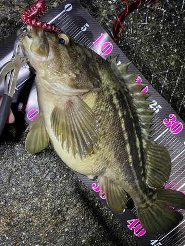 シマゾイの釣果