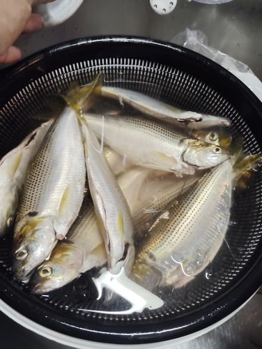 コノシロの釣果