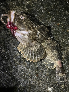 カジカの釣果