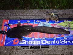 マナマズの釣果