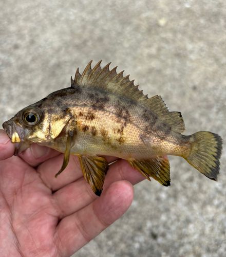 アカメバルの釣果