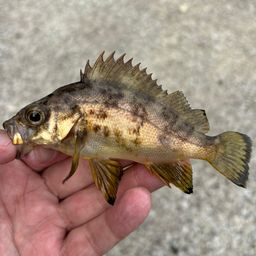 アカメバル