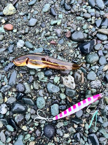 ゴンズイの釣果