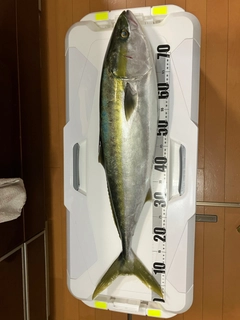 ブリの釣果