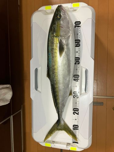 ブリの釣果