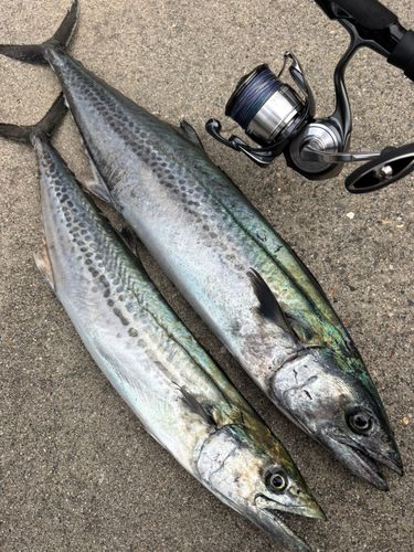 サワラの釣果